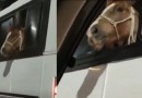 Cavalo ‘viajando’ dentro de ônibus é flagrado em SC