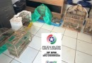 19 aves silvestres são encontradas em gaiolas durante operação em São Domingos
