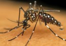 Santa Catarina registra mais de 65 mil focos do mosquito da dengue em 2025