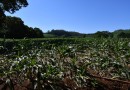 Trabalhos emergenciais devido às chuvas são realizados pelas Secretarias de Obras e Agricultura