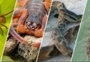 São Miguel soma 140 casos de acidentes com animais peçonhentos em 2024