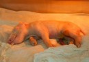 Brasil cria 1º porco clonado da América Latina para fornecer órgãos ao SUS