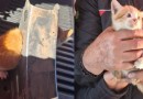 Bombeiros salvam filhote de gato preso em peça metálica em Chapecó