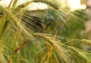 Investir na genética de trigo é solução às mudanças climáticas