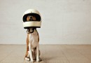 Entenda por que os cachorros correm atrás de motos e carros