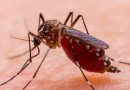Confira 10 dicas para prevenir a dengue; número de casos em SC é expressivo em 2022