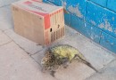 Ouriço invade penitenciária, e após tomar água é devolvido a natureza