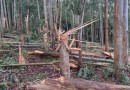 Tornado F1 atinge Oeste de SC e quebra árvores ao meio