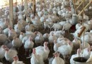 BRF produz mais peru no Brasil, mas SC segue com a linha de Natal