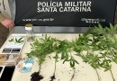 Homem que mantinha laboratório clandestino de drogas é preso