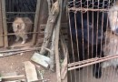 Casal acusado de administrar canil clandestino e maltratar animais seguirá preso em SC