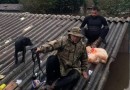 Mais de 11 mil animais afetados pelas enchentes no RS foram resgatados