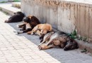Decreto autoriza o abate de animais de rua em cidade da Bahia
