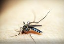 Sesa confirma 33 óbitos por dengue no Paraná em 2025