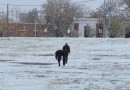 Onda de frio atinge Argentina com nevascas e termômetros abaixo de -18ºC