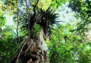 Estudo aponta que 82% das espécies de árvores exclusivas da Mata Atlântica estão ameaçadas de extinção