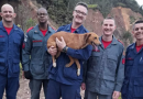 Cachorro preso em penhasco mobiliza equipe de resgate dos bombeiros