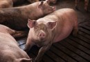 Exportações brasileiras de carne suína crescem 9,3% em julho