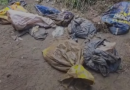 Dezenas de cães mortos são encontrados dentro de sacos de lixo em Lages