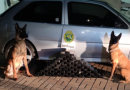 BPFRON apreende 54kg de maconha e prende jovem de 23 anos
