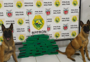 Cães do BPFRON encontram droga escondida em ônibus durante fiscalização