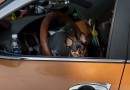 Motorista bêbado coloca cachorro na direção do veículo e tenta despistar policiais
