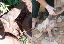 Homem é preso por maus tratos aos animais