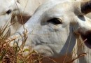 China reconhece Brasil como livre de febre aftosa
