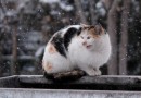Veterinária orienta como proteger os animais do frio intenso