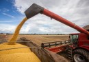 Produção mundial de soja pode alcançar 398,2 milhões de toneladas