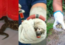 SC registra mais de 200 ocorrências de busca e captura de animais peçonhentos em 2025