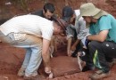 Pesquisadores de SC auxiliam na descoberta de "novo dinossauro brasileiro"