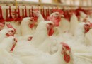 Dia Mundial do Frango: conheça mais sobre a proteína animal mais consumida pelas famílias brasileiras
