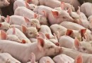 Consumo de carne suína cresce no Brasil