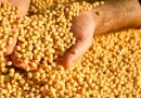 Ministério da Agricultura institui novas regras para o uso e comercialização de sementes