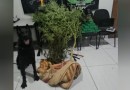 ROTAM apreende cerca de 13kg de maconha em tabletes e um pé da droga de dois metros