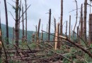 Tornado destrói plantação de pinus e eucaliptos em SC, diz meteorologista