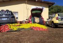 ROTAM apreende quase 140 quilos de maconha em Flor da Serra do Sul