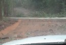 Temporal causa quedas de árvores e alagamentos