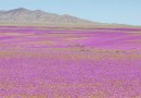 Como nascem as flores no Deserto do Atacama?