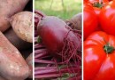 Veja os 10 alimentos que ficaram mais caros em SC no último mês
