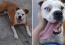 Golpista usa IA para simular resgate de cachorra e tira R$ 600 de família