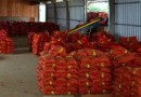 SC registra safras de alho e cebola menores do que as estimadas