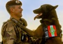 Depois de oito anos de serviços prestados, o cão de faro Axel, foi aposentado