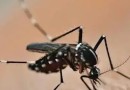 Chapecó decreta situação de emergência diante de epidemia de dengue no município