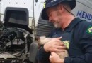 Gata viaja por 70 km embaixo de caminhão e é resgatada pela PRF