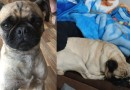 Família procura por cachorro desaparecido em Dionísio Cerqueira
