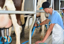 Santa Catarina lidera produtividade de leite no Brasil, com média de 17,21 litros por vaca ao dia