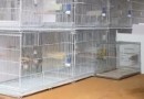 Agentes ambientais apreendem 55 pássaros na casa de Anderson Torres