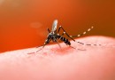 Morador de cidade do Oeste de SC morre por complicações da dengue